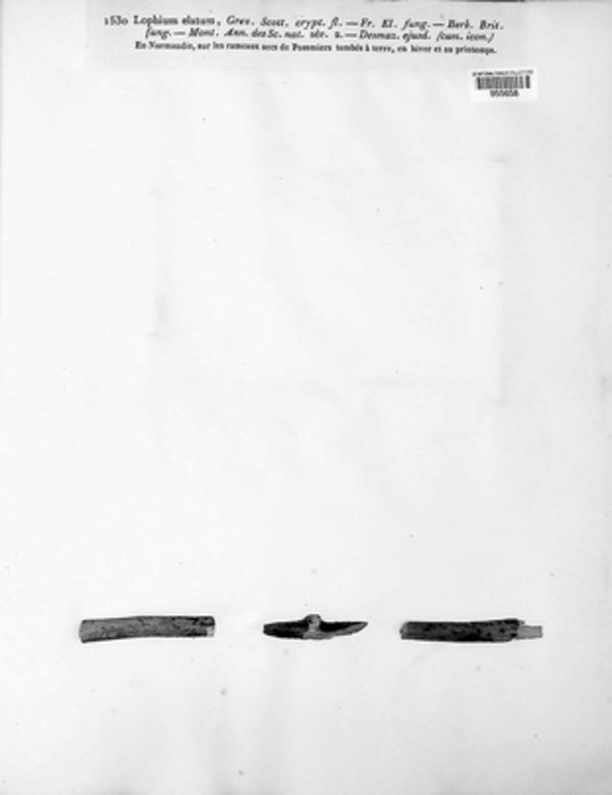 Glyphium elatum image